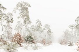 Es ist ein echter Winter mit Schnee in Radio Kootwijk von Hans de Waay