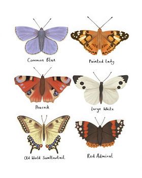 Butterflies