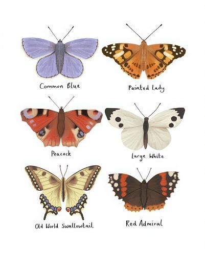Butterflies