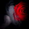 Une rose rouge entourée de fumée. sur Benjamin Admiraal
