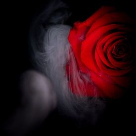 Rode roos omgeven door rook. van Benjamin Admiraal