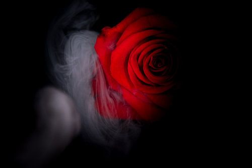 Une rose rouge entourée de fumée.