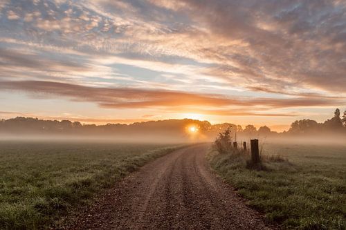 Ravenvennen in gouden licht
