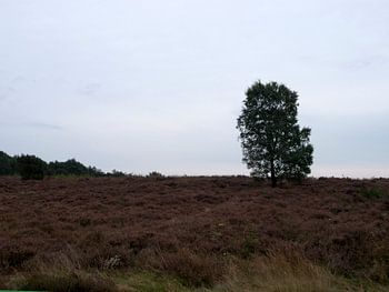 Een boom in het heideveld