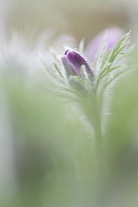 Pulsatilla, wildemanskruid