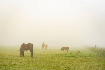 Paarden in de mist van Hans van Kilsdonk Fotografie
