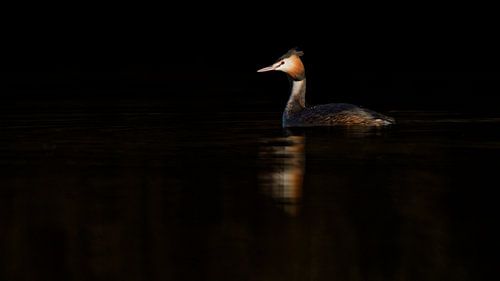 Fuut in het spotlicht