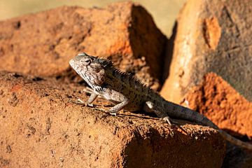 Wild agama from Sri Lanka by Roland Brack