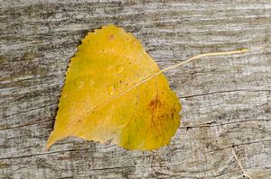 Herbstblatt