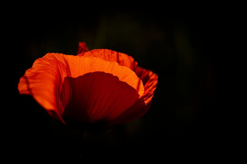 backlit by peterheinspictures