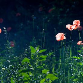 Flowers mist van Mariska Hofman
