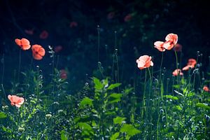 Blumen Nebel