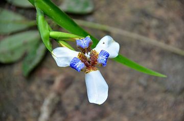 Orchidée au Panama sur Karel Frielink