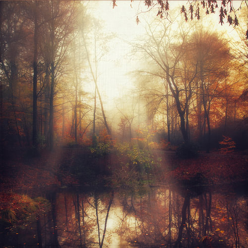 Reflet dans la forêt brumeuse d'automne