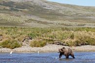 Grizzly beer  van Menno Schaefer thumbnail