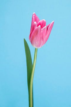 Kleurijke Tulp. van Rick Nederstigt