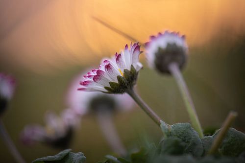 jeunes marguerites