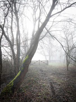 mist hekje van snippephotography