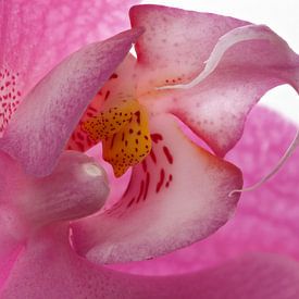 Orchidee hart van Tanja van Beuningen