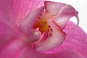 Coeur d'orchidée sur Tanja van Beuningen