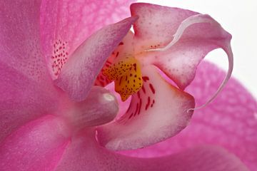 Orchidee hart van Tanja van Beuningen