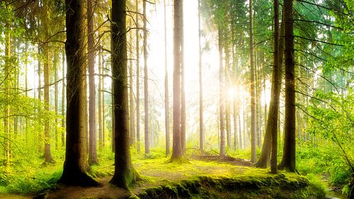 Fairytale Forest by Günter Albers