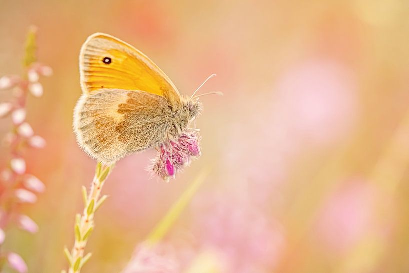 Hooibeestje in pastel tinten van Roosmarijn Bruijns