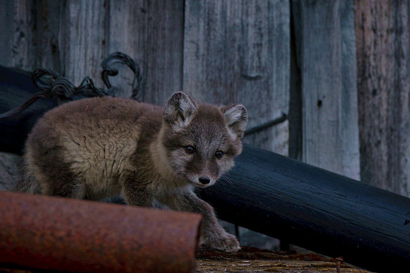 Arctic fox young roams through ruins by Kai Müller