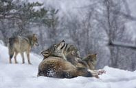 Roedel wolven in de sneeuw van Anam Nàdar thumbnail