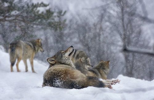 Wolf in the snow