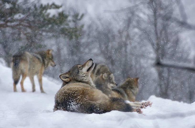 Roedel wolven in de sneeuw van Anam Nàdar