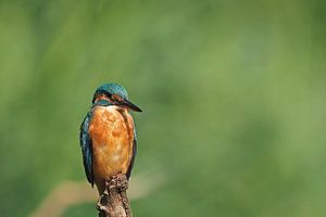 IJsvogel 