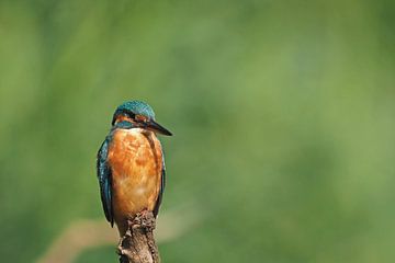 Kingfisher sur Astrid Brouwers