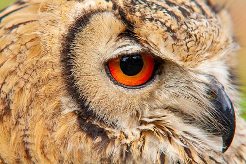 Oehoe, Bubo bubo. Een portret