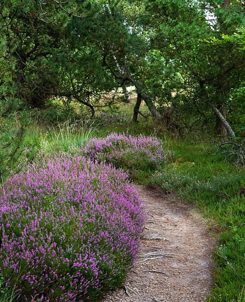 Wanderweg von Bo Valentino