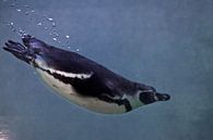 Pinguin schwimmt im blauen Wasser vom Betrachter weg, ein Blick von hinten von Michael Semenov Miniaturansicht