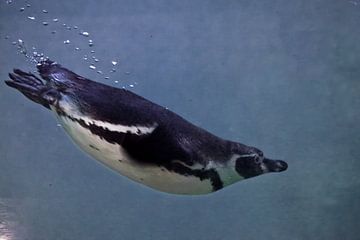 Pinguin schwimmt im blauen Wasser vom Betrachter weg, ein Blick von hinten von Michael Semenov