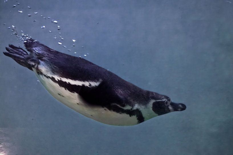 pingouin nageant loin du spectateur dans l'eau bleue, une vue de dos par Michael Semenov