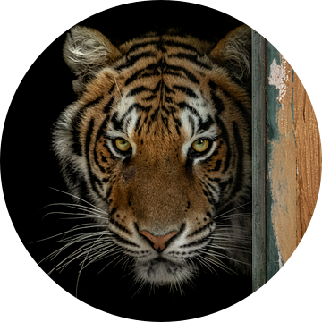 Bengaalse tijger van Daphne van Dam