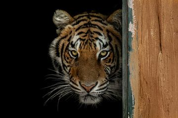 Bengalischer Tiger von Daphne van Dam