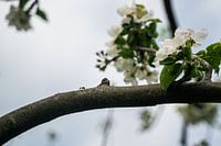 An ant goes its own way