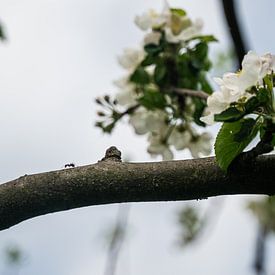 An ant goes its own way by Mandy Faulhaber
