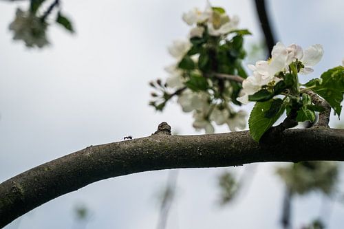 Een mier gaat zijn eigen weg van Mandy Faulhaber