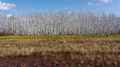 Taiga in Siberia