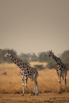 Guardians of the savannah - Giraffes in their element by Rick Massar