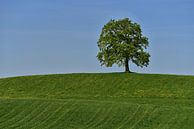 Baum auf Hügel  - Bayern von Peter Bergmann Miniaturansicht