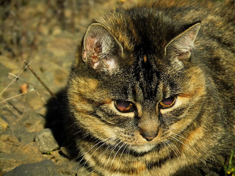 Katze 01 von Tomas S.
