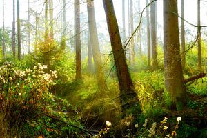 Herbstlicher Wald