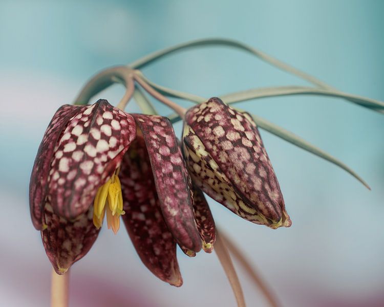 Kievietsbloem by Saskia Schotanus