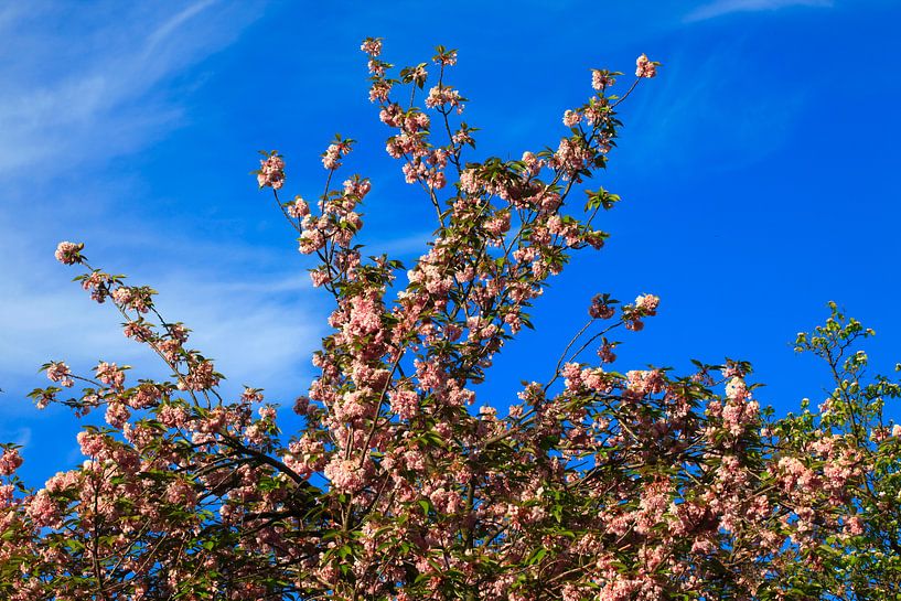 Tree crown by Thomas Jäger
